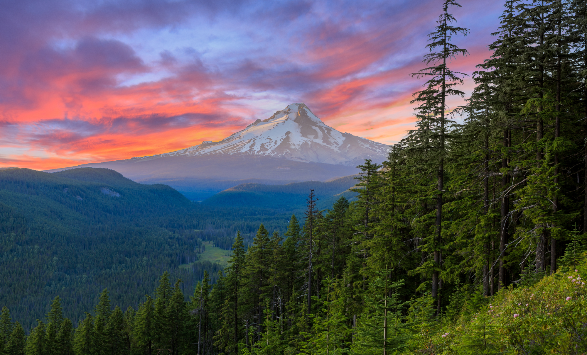 Mount Rainier with trees in foreground
